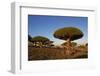 Dragon Tree (Dracaena Cinnabari), Socotra Island, Yemen, Middle East-Bruno Morandi-Framed Photographic Print