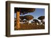 Dragon Tree (Dracaena Cinnabari), Socotra Island, Yemen, Middle East-Bruno Morandi-Framed Photographic Print