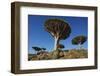 Dragon Tree (Dracaena Cinnabari), Socotra Island, Yemen, Middle East-Bruno Morandi-Framed Photographic Print