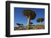 Dragon Tree (Dracaena Cinnabari), Socotra Island, Yemen, Middle East-Bruno Morandi-Framed Photographic Print