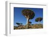 Dragon Tree (Dracaena Cinnabari), Socotra Island, Yemen, Middle East-Bruno Morandi-Framed Photographic Print