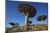 Dragon Tree (Dracaena Cinnabari), Socotra Island, Yemen, Middle East-Bruno Morandi-Mounted Photographic Print