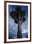 Dragon Tree (Dracaena Draco) Dusk, La Palma, Canary Islands, Spain, March 2009-Relanzón-Framed Photographic Print