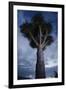 Dragon Tree (Dracaena Draco) Dusk, La Palma, Canary Islands, Spain, March 2009-Relanzón-Framed Photographic Print