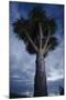 Dragon Tree (Dracaena Draco) Dusk, La Palma, Canary Islands, Spain, March 2009-Relanzón-Mounted Photographic Print