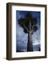 Dragon Tree (Dracaena Draco) Dusk, La Palma, Canary Islands, Spain, March 2009-Relanzón-Framed Photographic Print