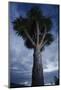 Dragon Tree (Dracaena Draco) Dusk, La Palma, Canary Islands, Spain, March 2009-Relanzón-Mounted Photographic Print