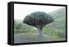 Dragon Tree (Drago De Agalan) (Dracaena Draco), Near Alajero, La Gomera, Canary Islands, Spain-Markus Lange-Framed Stretched Canvas