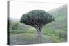 Dragon Tree (Drago De Agalan) (Dracaena Draco), Near Alajero, La Gomera, Canary Islands, Spain-Markus Lange-Stretched Canvas