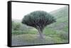 Dragon Tree (Drago De Agalan) (Dracaena Draco), Near Alajero, La Gomera, Canary Islands, Spain-Markus Lange-Framed Stretched Canvas