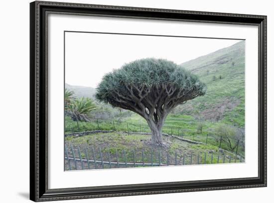 Dragon Tree (Drago De Agalan) (Dracaena Draco), Near Alajero, La Gomera, Canary Islands, Spain-Markus Lange-Framed Photographic Print