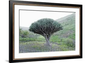 Dragon Tree (Drago De Agalan) (Dracaena Draco), Near Alajero, La Gomera, Canary Islands, Spain-Markus Lange-Framed Photographic Print