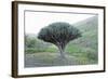 Dragon Tree (Drago De Agalan) (Dracaena Draco), Near Alajero, La Gomera, Canary Islands, Spain-Markus Lange-Framed Photographic Print