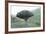 Dragon Tree (Drago De Agalan) (Dracaena Draco), Near Alajero, La Gomera, Canary Islands, Spain-Markus Lange-Framed Photographic Print