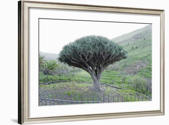 Dragon Tree (Drago De Agalan) (Dracaena Draco), Near Alajero, La Gomera, Canary Islands, Spain-Markus Lange-Framed Photographic Print