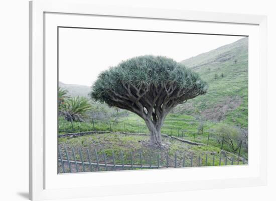 Dragon Tree (Drago De Agalan) (Dracaena Draco), Near Alajero, La Gomera, Canary Islands, Spain-Markus Lange-Framed Photographic Print