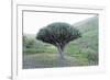 Dragon Tree (Drago De Agalan) (Dracaena Draco), Near Alajero, La Gomera, Canary Islands, Spain-Markus Lange-Framed Photographic Print