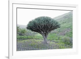 Dragon Tree (Drago De Agalan) (Dracaena Draco), Near Alajero, La Gomera, Canary Islands, Spain-Markus Lange-Framed Photographic Print