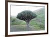 Dragon Tree (Drago De Agalan) (Dracaena Draco), Near Alajero, La Gomera, Canary Islands, Spain-Markus Lange-Framed Photographic Print