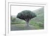 Dragon Tree (Drago De Agalan) (Dracaena Draco), Near Alajero, La Gomera, Canary Islands, Spain-Markus Lange-Framed Photographic Print