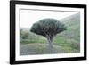 Dragon Tree (Drago De Agalan) (Dracaena Draco), Near Alajero, La Gomera, Canary Islands, Spain-Markus Lange-Framed Photographic Print