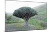 Dragon Tree (Drago De Agalan) (Dracaena Draco), Near Alajero, La Gomera, Canary Islands, Spain-Markus Lange-Mounted Photographic Print