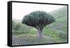 Dragon Tree (Drago De Agalan) (Dracaena Draco), Near Alajero, La Gomera, Canary Islands, Spain-Markus Lange-Framed Stretched Canvas