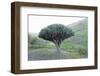 Dragon Tree (Drago De Agalan) (Dracaena Draco), Near Alajero, La Gomera, Canary Islands, Spain-Markus Lange-Framed Photographic Print