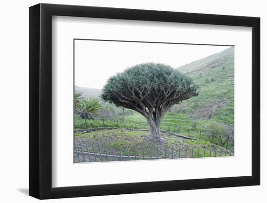 Dragon Tree (Drago De Agalan) (Dracaena Draco), Near Alajero, La Gomera, Canary Islands, Spain-Markus Lange-Framed Photographic Print