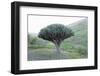 Dragon Tree (Drago De Agalan) (Dracaena Draco), Near Alajero, La Gomera, Canary Islands, Spain-Markus Lange-Framed Photographic Print