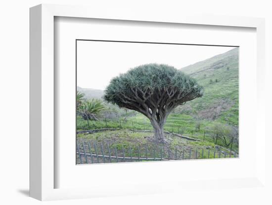 Dragon Tree (Drago De Agalan) (Dracaena Draco), Near Alajero, La Gomera, Canary Islands, Spain-Markus Lange-Framed Photographic Print