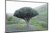 Dragon Tree (Drago De Agalan) (Dracaena Draco), Near Alajero, La Gomera, Canary Islands, Spain-Markus Lange-Mounted Photographic Print