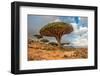 Dragon Trees at Dixam Plateau, Socotra Island, Yemen-javarman-Framed Photographic Print