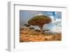 Dragon Trees at Dixam Plateau, Socotra Island, Yemen-javarman-Framed Photographic Print