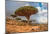 Dragon Trees at Dixam Plateau, Socotra Island, Yemen-javarman-Mounted Photographic Print