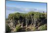 Dragon trees (Dracaena draco), La Palma Island, Canary Islands, Spain, Europe-Sergio Pitamitz-Mounted Photographic Print