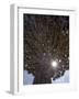 Dragonblood Tree, Homil Plateau, Socotra Island, Yemen-Michele Falzone-Framed Photographic Print