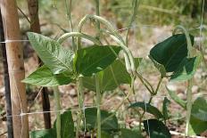 Yardlong Beans on Vine-dragoncello-Framed Photographic Print