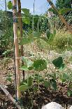 Yardlong Beans on Vine-dragoncello-Framed Stretched Canvas