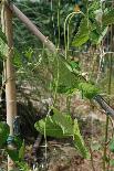 Yardlong Beans on Vine-dragoncello-Stretched Canvas