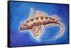 Dragonet Fish, 1999-Nat Morley-Framed Stretched Canvas