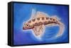 Dragonet Fish, 1999-Nat Morley-Framed Stretched Canvas