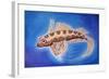 Dragonet Fish, 1999-Nat Morley-Framed Giclee Print