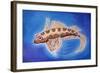 Dragonet Fish, 1999-Nat Morley-Framed Giclee Print