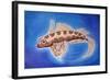 Dragonet Fish, 1999-Nat Morley-Framed Giclee Print