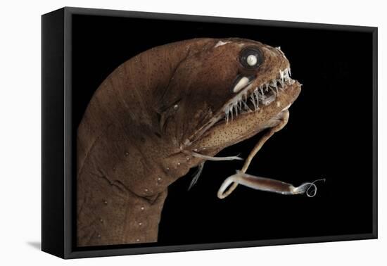 Dragonfish (Melanostomias Melanops) - Deep Sea Specimen from 2000M Depth-Solvin Zankl-Framed Stretched Canvas