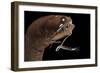 Dragonfish (Melanostomias Melanops) - Deep Sea Specimen from 2000M Depth-Solvin Zankl-Framed Photographic Print