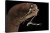 Dragonfish (Melanostomias Melanops) - Deep Sea Specimen from 2000M Depth-Solvin Zankl-Stretched Canvas