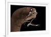 Dragonfish (Melanostomias Melanops) - Deep Sea Specimen from 2000M Depth-Solvin Zankl-Framed Photographic Print