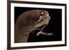 Dragonfish (Melanostomias Melanops) - Deep Sea Specimen from 2000M Depth-Solvin Zankl-Framed Photographic Print